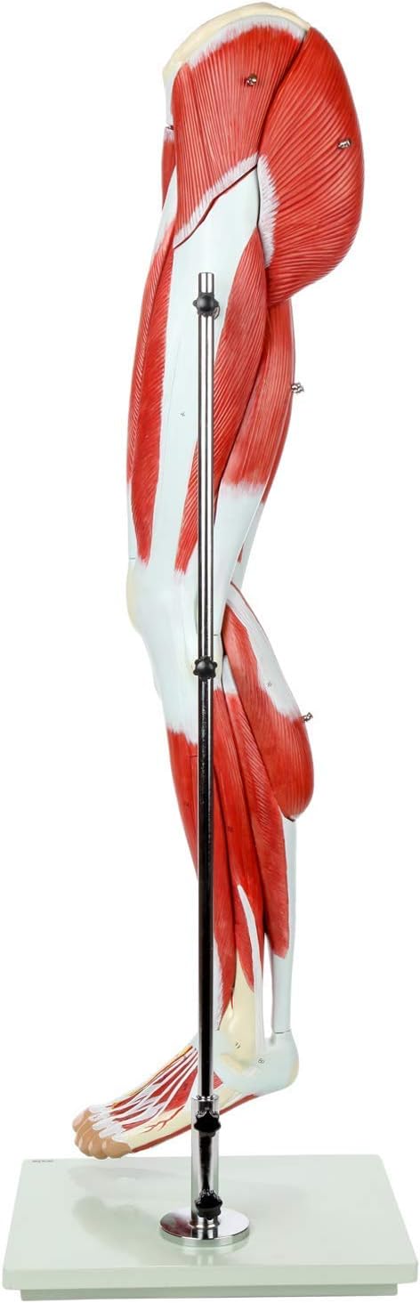 ZTC-058: Muscular Lower Limb Model 13 parts Life Size