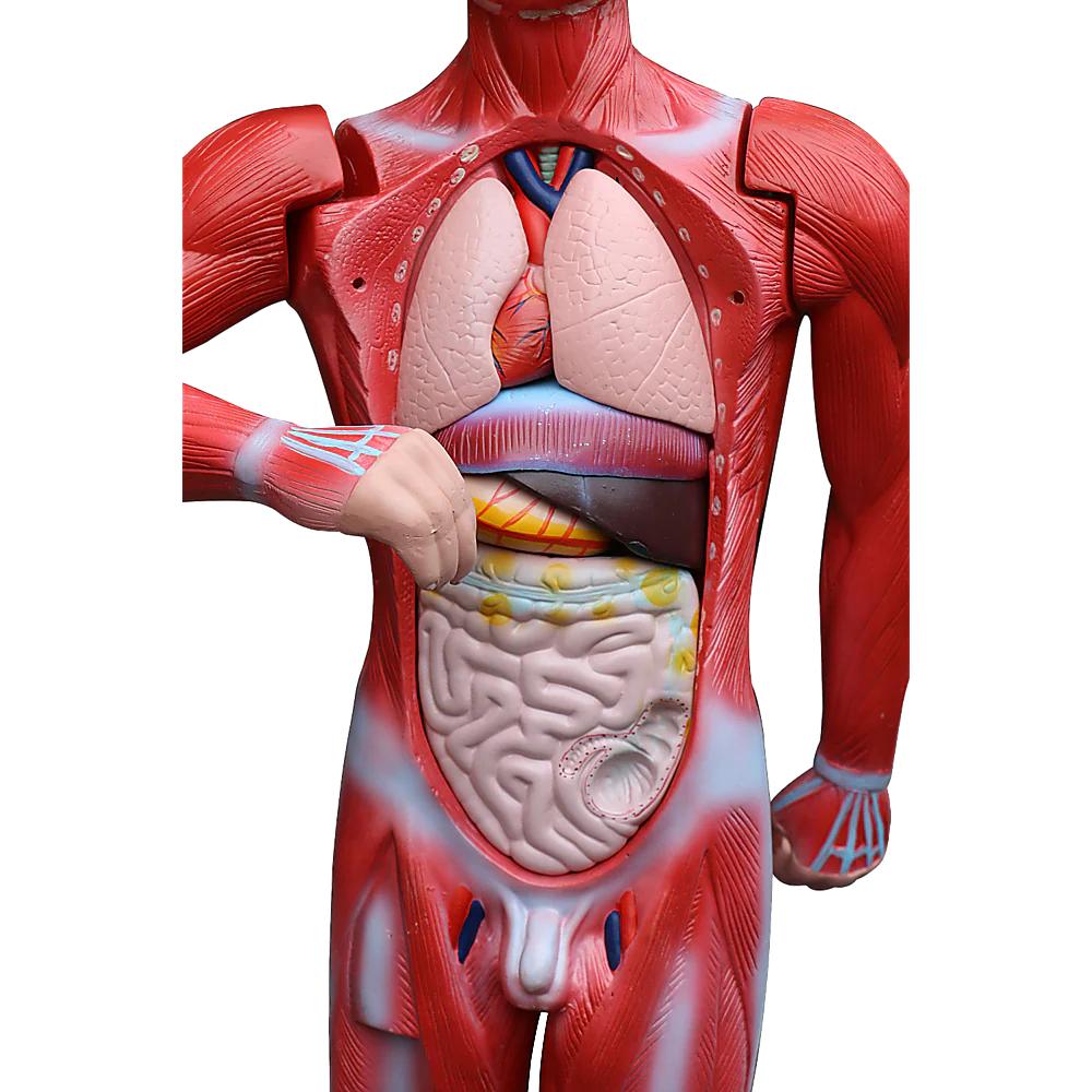 ZTC-059: Muscular Body 11 parts 85cm