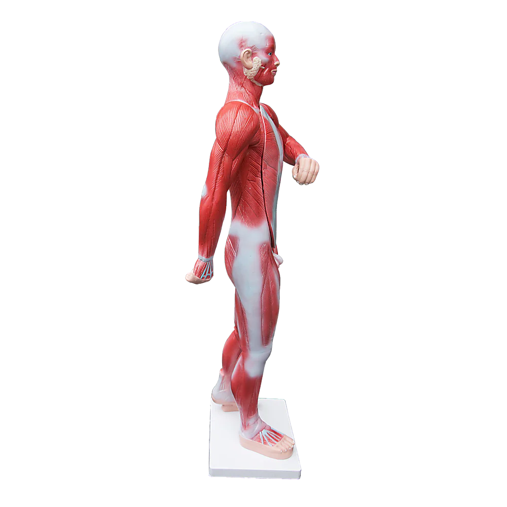 ZTC-059: Muscular Body 11 parts 85cm