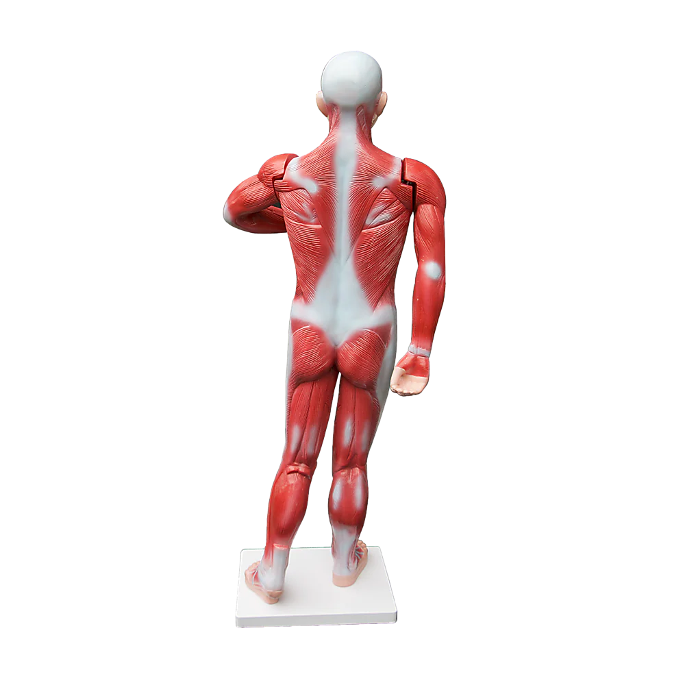 ZTC-059: Muscular Body 11 parts 85cm
