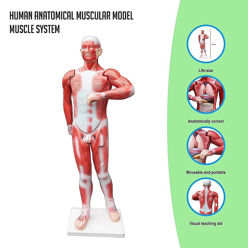 ZTC-059: Muscular Body 11 parts 85cm