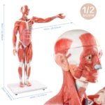 ZTC-060: Muscular Body 85cm 27parts