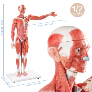 ZTC-060: Muscular Body 85cm 27parts