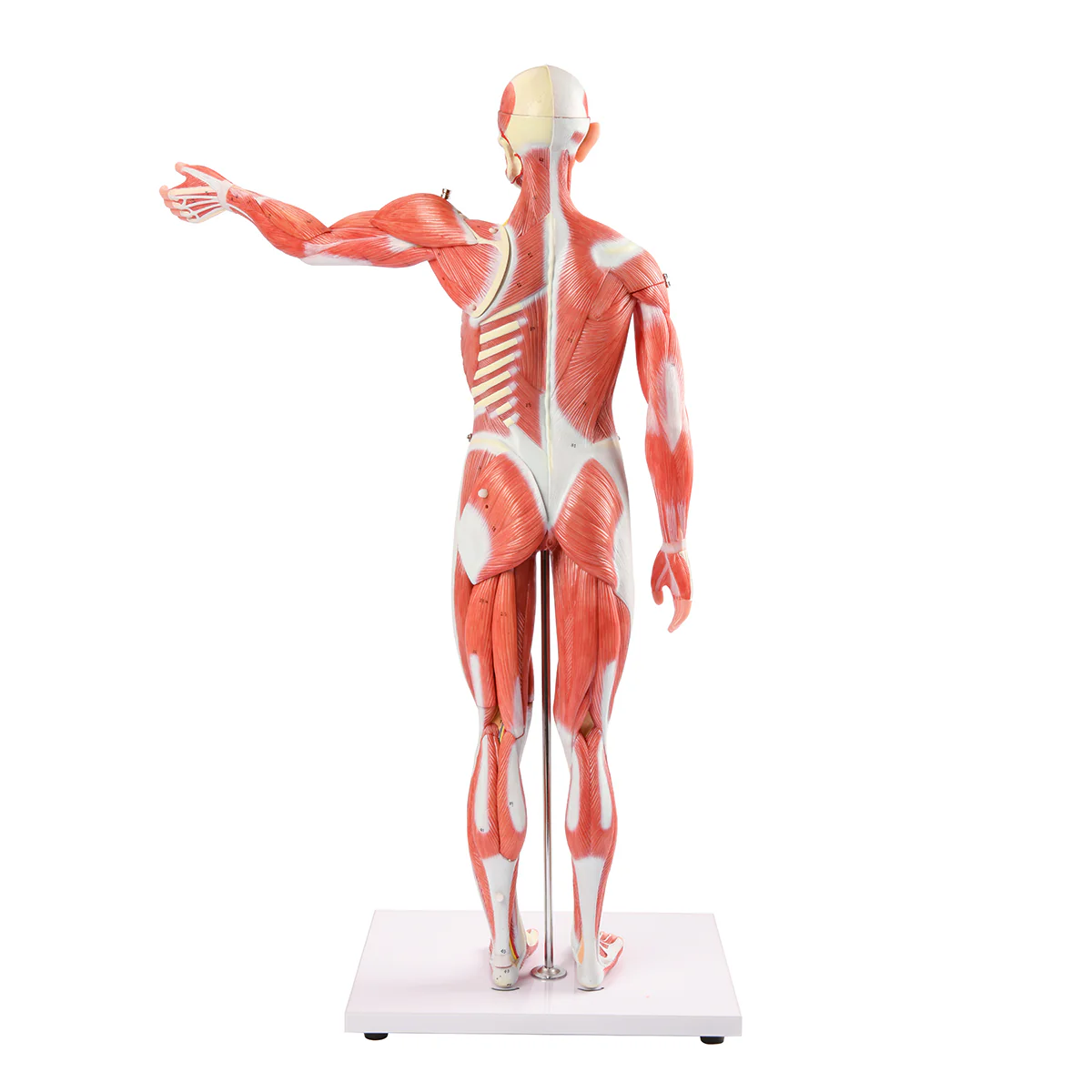 ZTC-060: Muscular Body 85cm 27parts