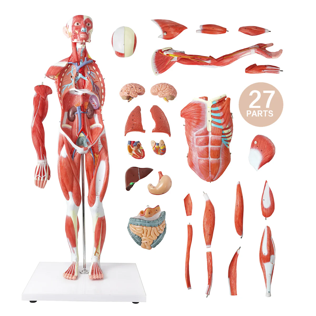ZTC-060: Muscular Body 85cm 27parts