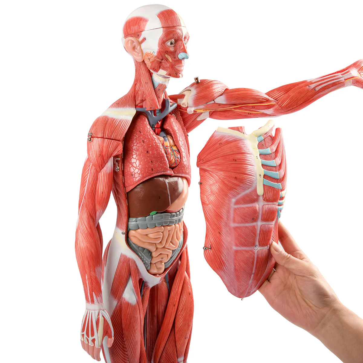 ZTC-060: Muscular Body 85cm 27parts
