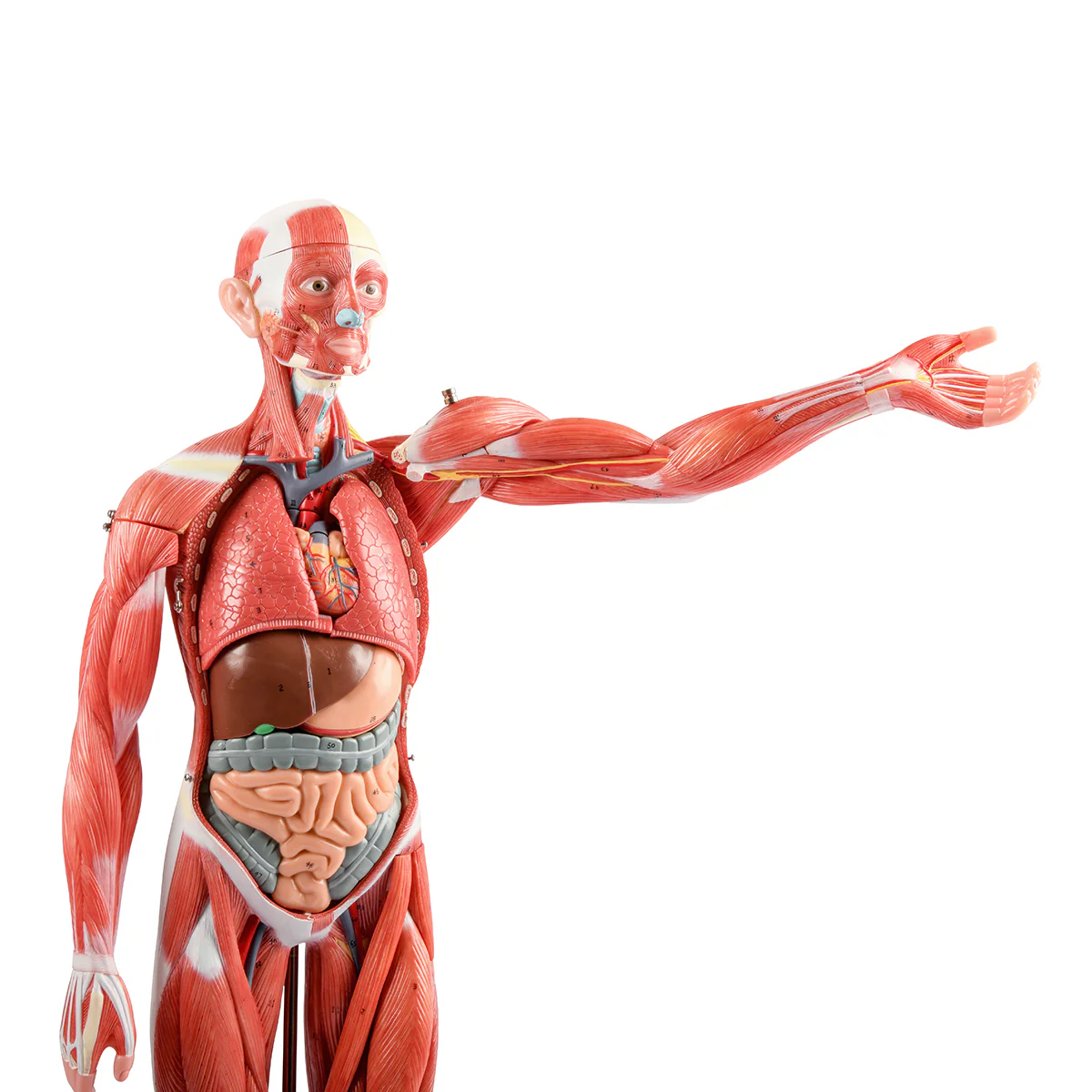 ZTC-060: Muscular Body 85cm 27parts