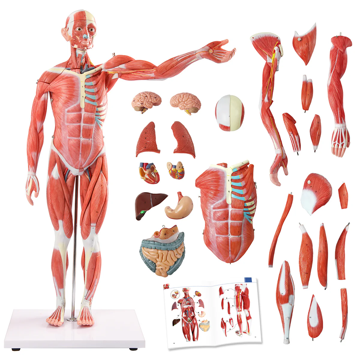ZTC-060: Muscular Body 85cm 27parts