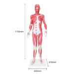 ZTC-061: The Dissection Model of Whole Body Muscles