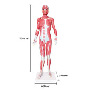ZTC-061: The Dissection Model of Whole Body Muscles