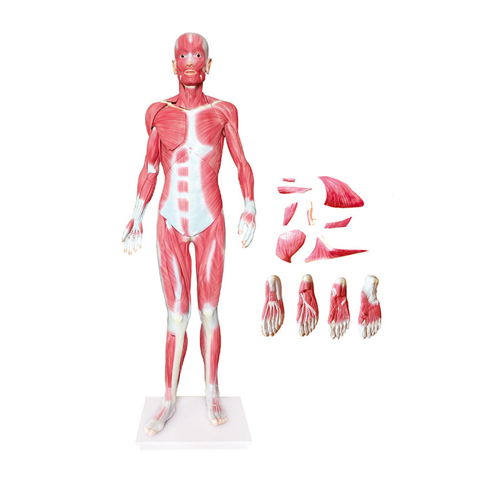 ZTC-061: The Dissection Model of Whole Body Muscles, 170cm