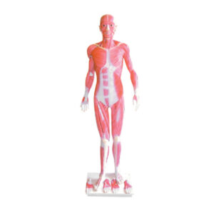 ZTC-061: The Dissection Model of Whole Body Muscles