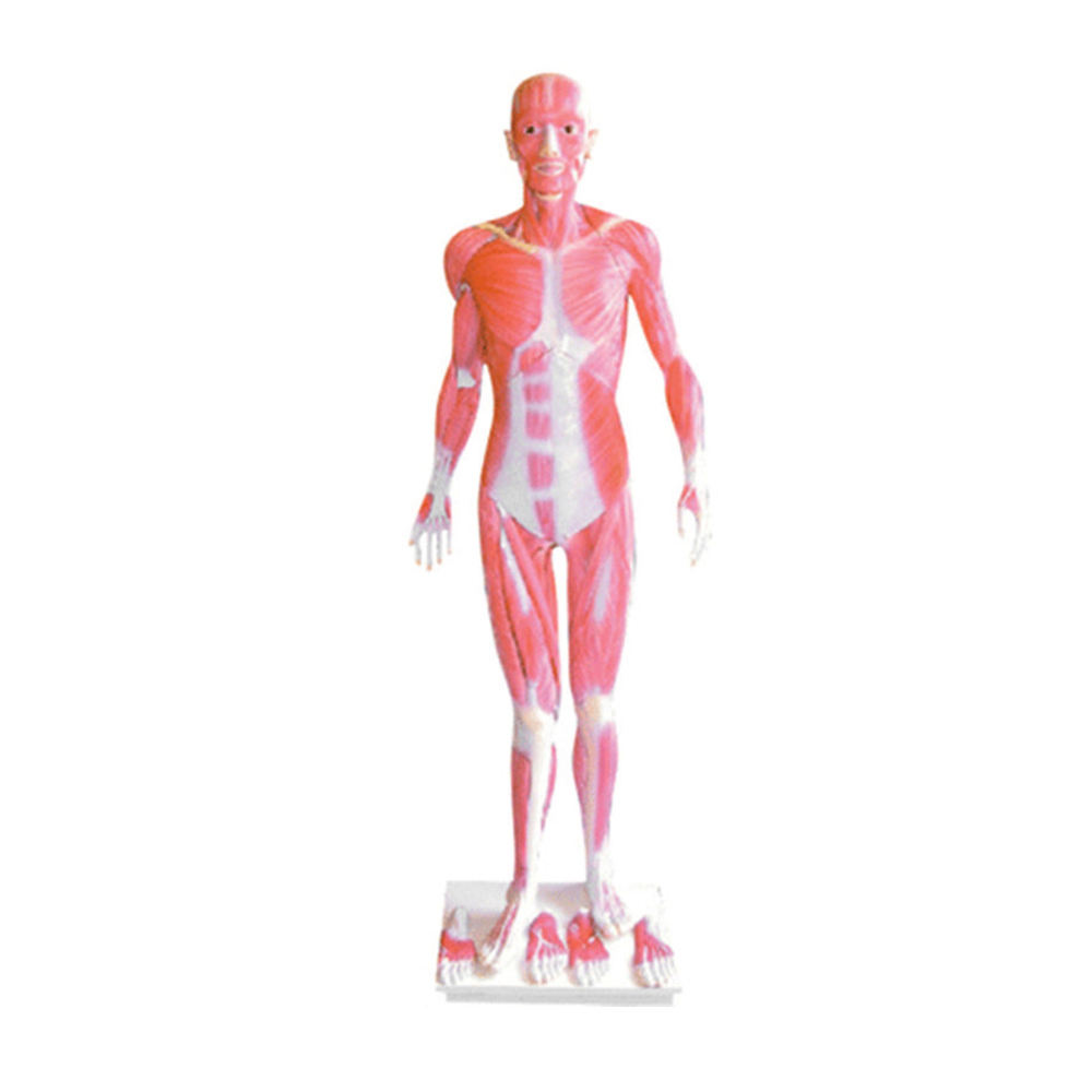 ZTC-061: The Dissection Model of Whole Body Muscles