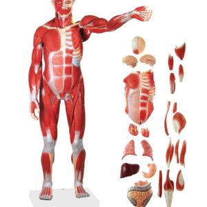 ZTC-062: Human Muscular Body 170 cm PVC