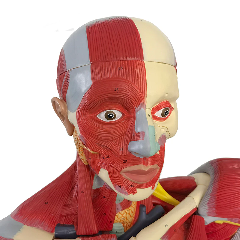 ZTC-062: Human Muscular Body 170 cm PVC