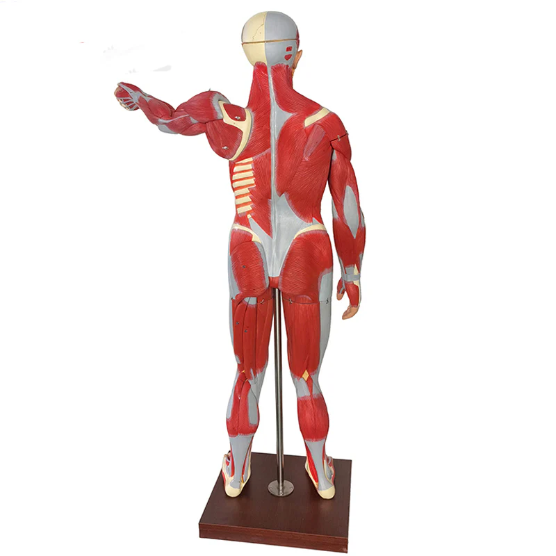 ZTC-062: Human Muscular Body 170 cm PVC