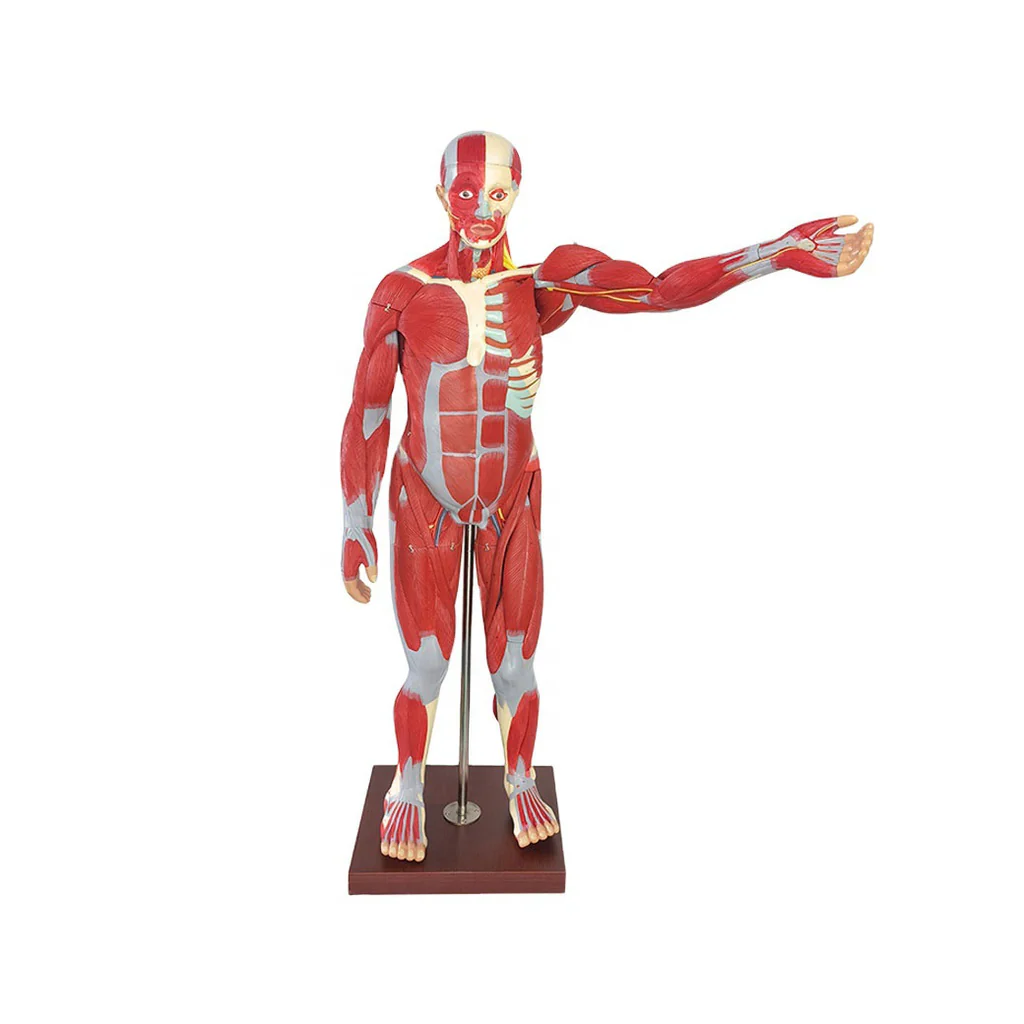 ZTC-062: Human Muscular Body 170 cm PVC