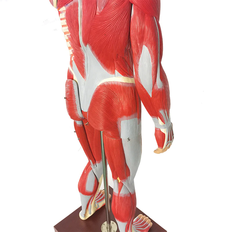 ZTC-062: Human Muscular Body 170 cm PVC