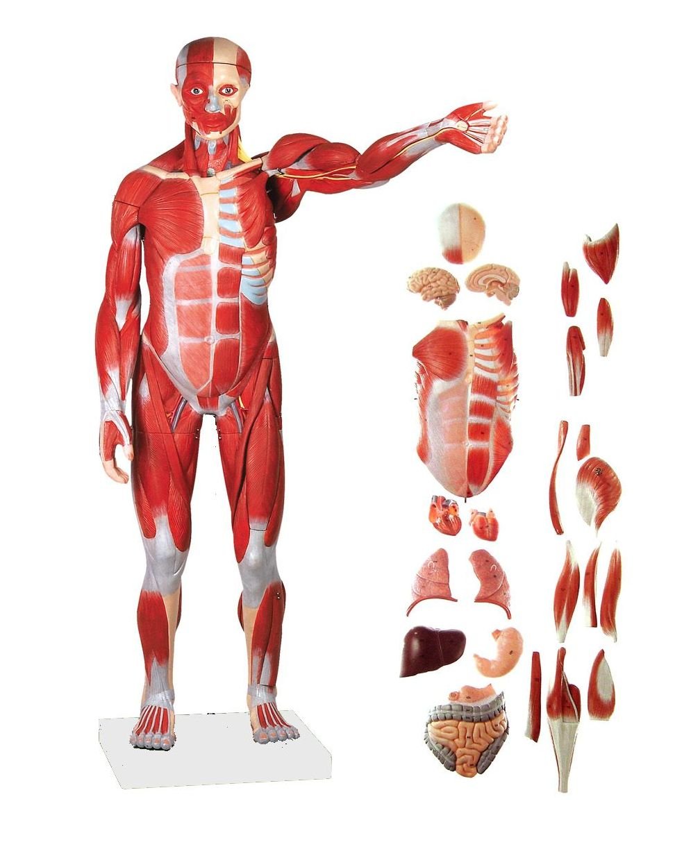 ZTC-062: Human Muscular Body 170 cm PVC